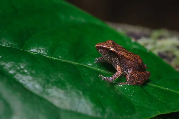 哥伦比亚特有的青蛙栖息在树叶上 — 图库照片