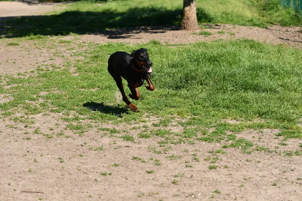 Jovem Cão Doberman Correndo Parque Manhã Uma Luz Bonita — Fotografia de Stock