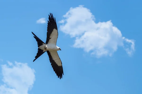 Vista Ventral Papagaio Voo Com Céu Fundo — Fotografia de Stock