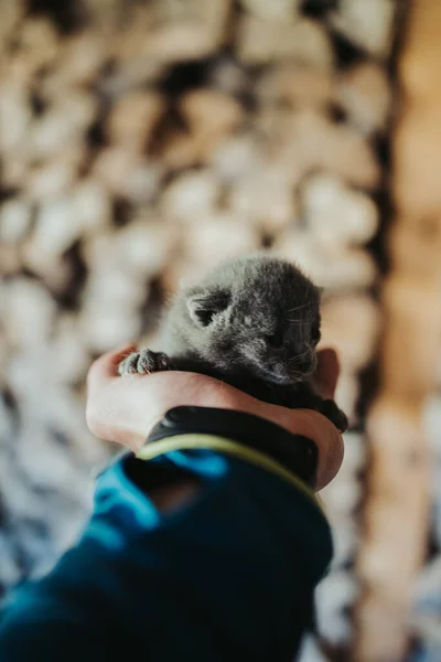 Eine Vertikale Aufnahme Einer Hand Die Ein Neugeborenes Kätzchen Hält — Stockfoto