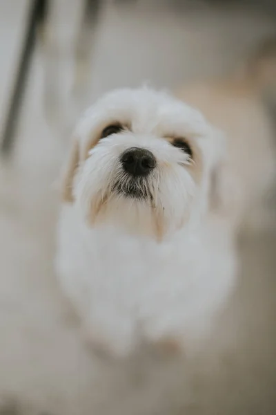 白いマルタ犬の垂直ショット — ストック写真