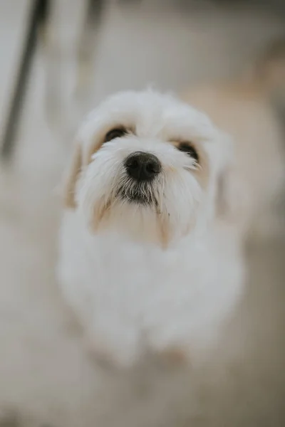 Tiro Vertical Perro Maltés Blanco —  Fotos de Stock