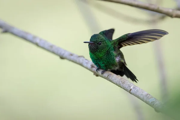 Hummingbird Doing Muscle Stretch Small Diagonal Branch — Stock Photo, Image