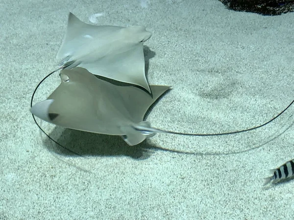 Long tailed manta ray swims in indoor tank in aquarium.