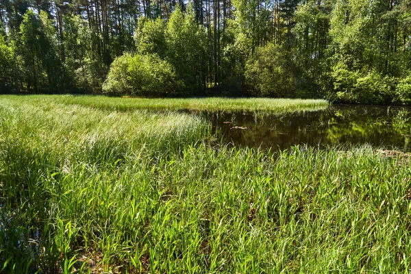 여름에 나무들 에둘러 호수와 풍경을 가까이 — 스톡 사진