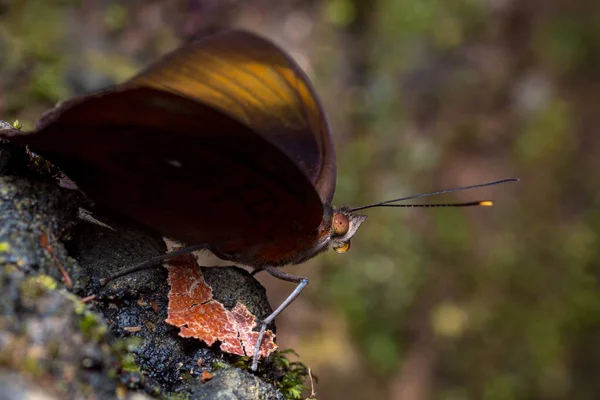 Borboleta Descansando Pacificamente Borda Uma Rocha Natureza América Sul Colômbia — Fotografia de Stock