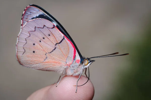 손가락에 나비입니다 Nature South America Colombia — 스톡 사진