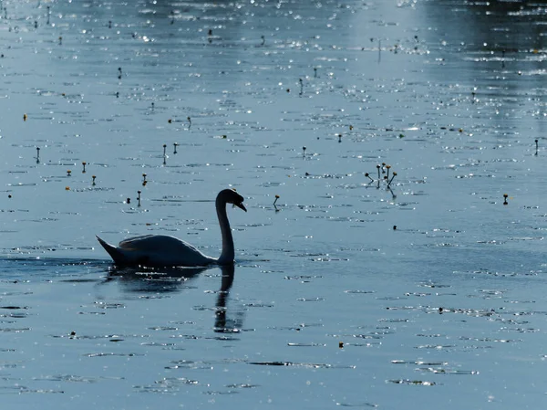 Cisne Flotando Lago Con Luz Del Sol Cayendo Sobre — Foto de Stock