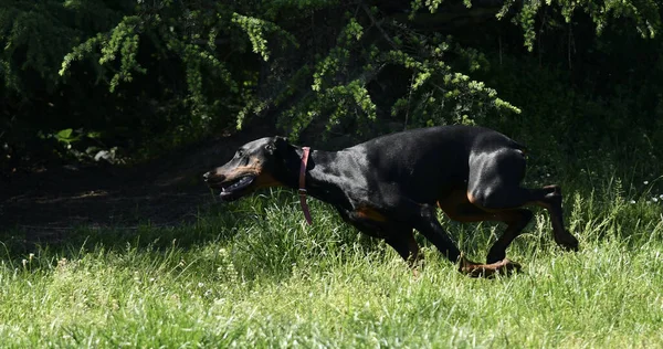 Giovane Cane Doberman Correre Parco Mattino Una Luce Graziosa — Foto Stock