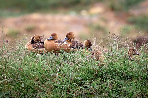Bonita Família Patos Descansando Grama — Fotografia de Stock