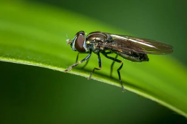 Mucha Przesiewacza Usiadła Liściu Pięknym Zielonym Tle Fauna Ameryki Południowej — Zdjęcie stockowe