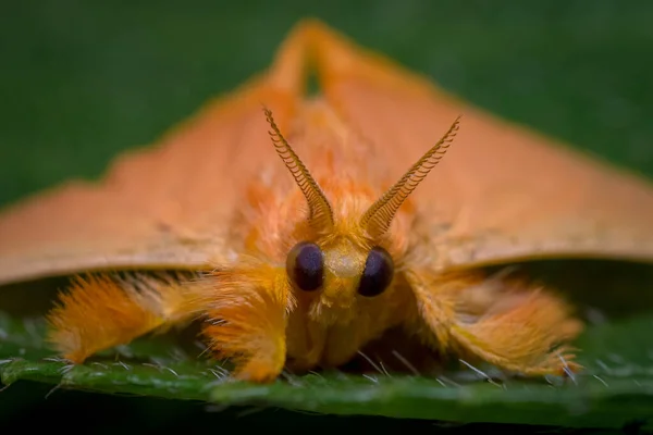 Polilla Amarilla Descansando Sobre Una Hoja Verde Naturaleza América Del — Foto de Stock