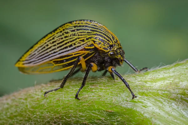 Insect Neergestreken Zijwaarts Een Groene Tak Fauna Uit Zuid Amerika — Stockfoto