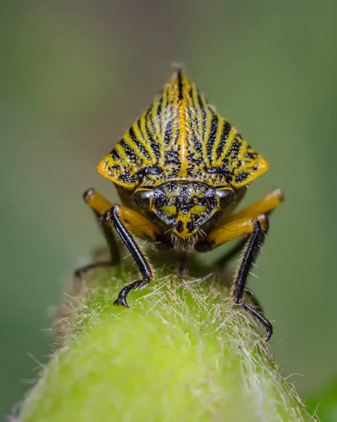 Vorderansicht Eines Gelben Insekts Auf Grünem Hintergrund Fauna Aus Südamerika — Stockfoto