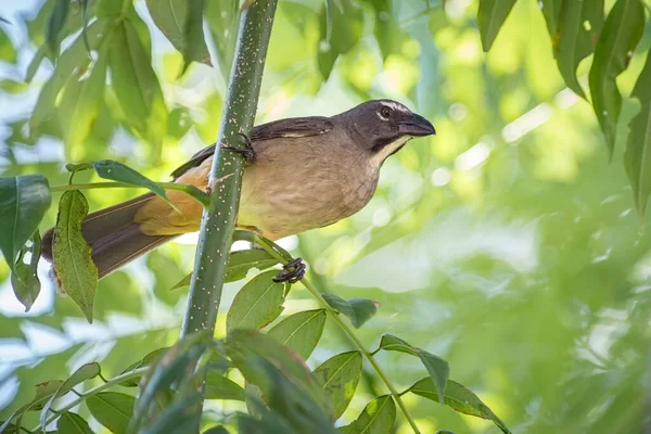 Saltator Maximus Oiseau Agité Cherchant Activement Nourriture Parmi Les Branches — Photo