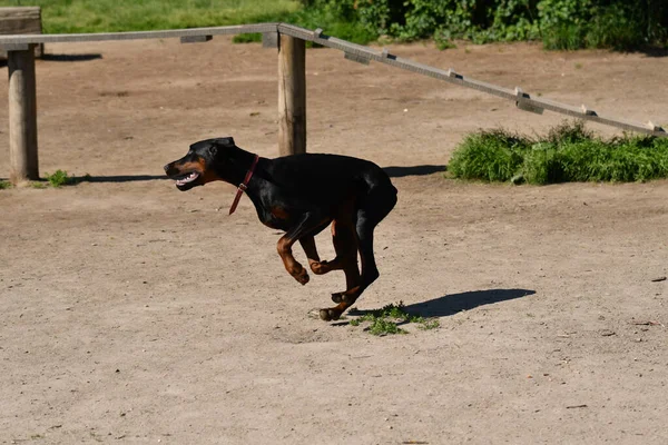 Genç Bir Doberman Köpeği Sabahın Köründe Parkta Koşuyor — Stok fotoğraf