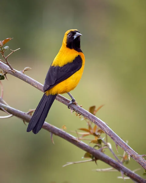 Piękny Ptak Siedzący Gałęzi Cierniami — Zdjęcie stockowe