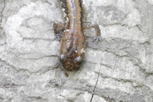 Tiro Close Uma Salamandra Apoio Vermelho Chão Floresta — Fotografia de Stock