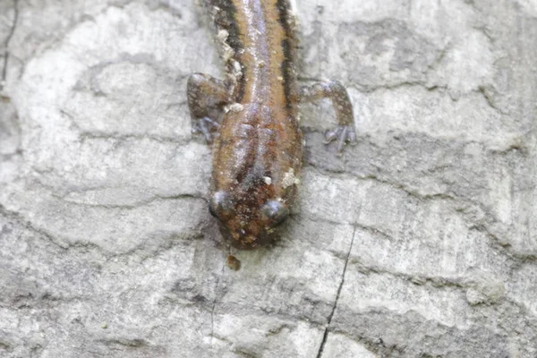 Een Close Shot Van Een Rode Back Salamander Een Bosbodem — Stockfoto