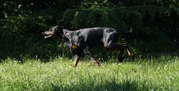 Ung Doberman Hund Som Springer Park Morgonen Ett Ganska Ljus — Stockfoto