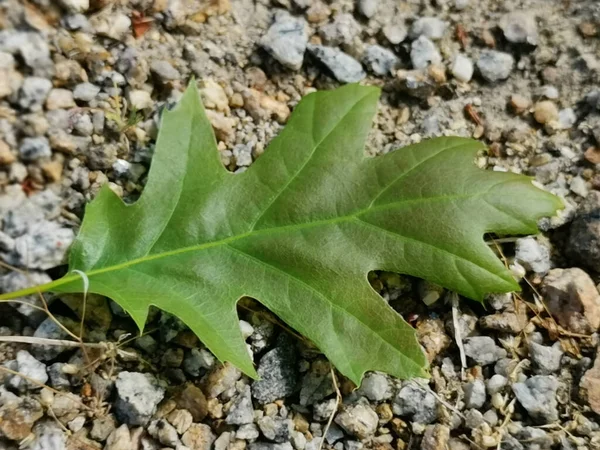 Primer Plano Una Hoja Roble Suelo Bosque — Foto de Stock