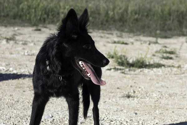 Ormandaki Siyah Renkli Bir Çoban Köpeğinin Yakın Plan Fotoğrafı — Stok fotoğraf