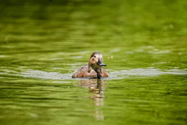 Pato Nadando Agua Verde Primavera —  Fotos de Stock