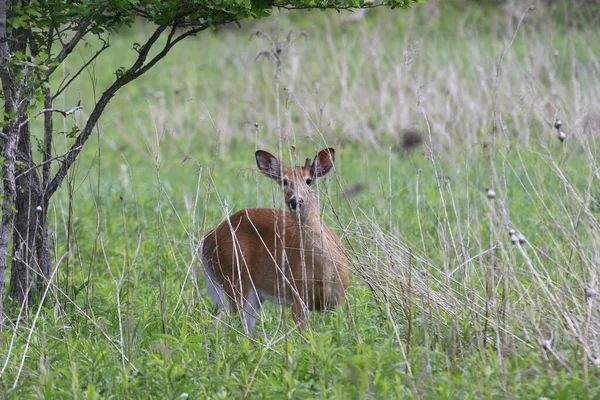 Simpatico Capriolo Marrone Nel Prato Durante Giorno — Foto Stock