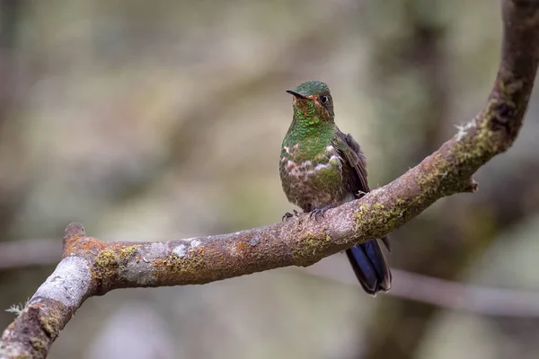 Kis Kolibri Pihen Egy Faágon — Stock Fotó