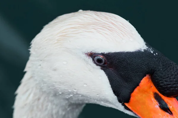 Tiro Perto Cabeça Cisne Branco — Fotografia de Stock