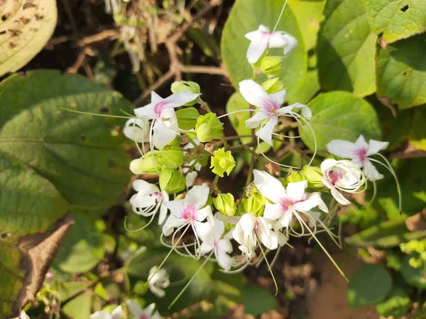 Klerodendrum Trichotomum Kwiat Sezonie Wiosennym Sharlequin Glorybower Glorytreeorpeanut Masło Drzewo — Zdjęcie stockowe