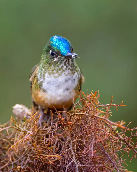 Colibri Perché Sur Mousse Sèche Dans Forêt Tropicale Choco — Photo