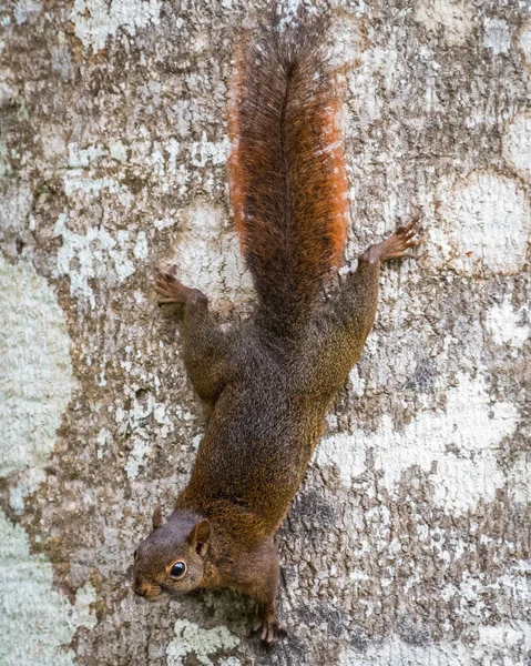 Eichhörnchen Klettert Einen Baumstamm Hinunter Während Geradeaus Schaut — Stockfoto