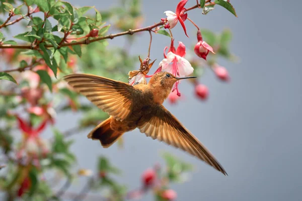 Szépség Kolibri Kapaszkodik Egy Virág — Stock Fotó