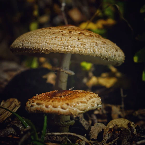 파라솔 버섯의 — 스톡 사진