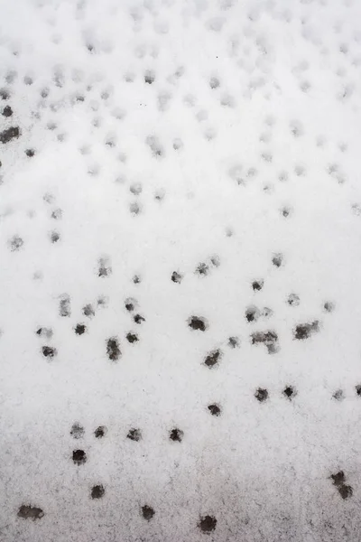 Μια Κάθετη Βολή Από Μικρές Τρύπες Στο Λευκό Χιόνι — Φωτογραφία Αρχείου