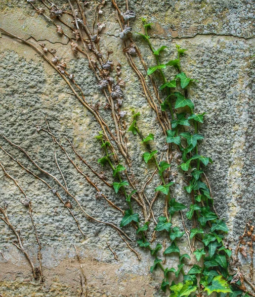 Primer Plano Pequeñas Hojas Creciendo Una Pared Cemento —  Fotos de Stock