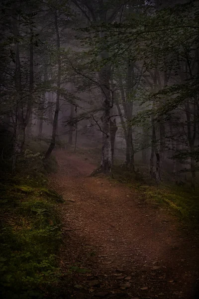 Uma Floresta Sombria Escura Dia Nebuloso — Fotografia de Stock