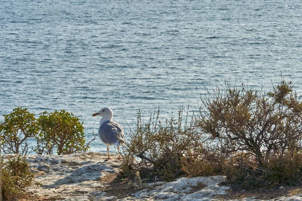 Uma Gaivota Adorável Sobre Rocha Perto Água Azul Portugal — Fotografia de Stock