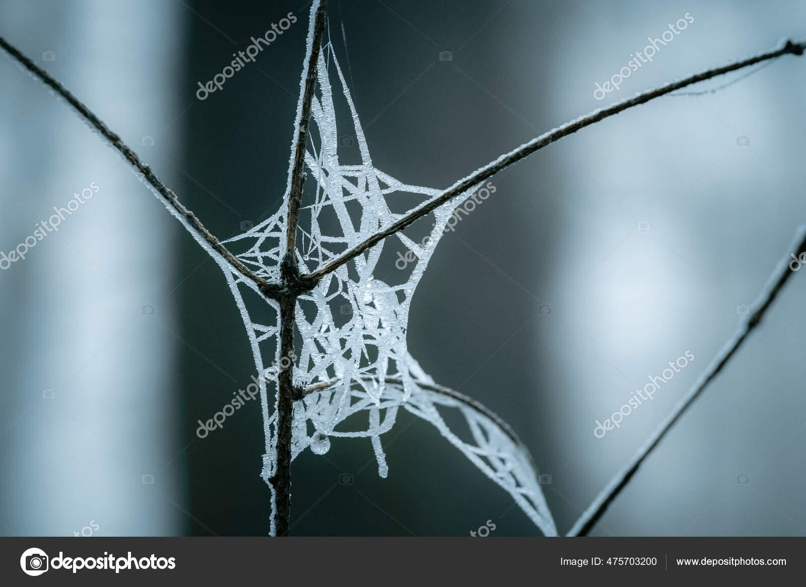 Frozen Spider Web Macro Photos