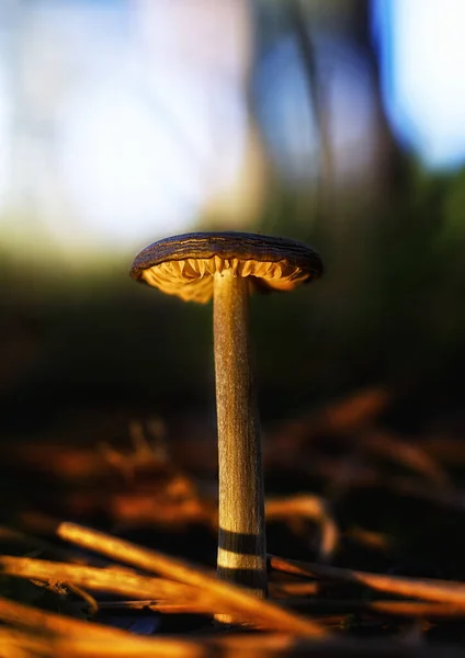 Plan Vertical Champignon Exotique Capturé Milieu Une Forêt — Photo