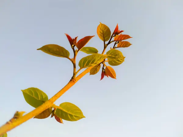 Detailní Záběr Větve Stromu Mladými Listy Pod Slunečním Světlem — Stock fotografie