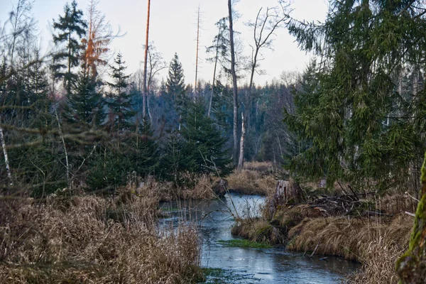 Ein Schöner Blick Auf Den See Wald Umgeben Von Bäumen — Stockfoto