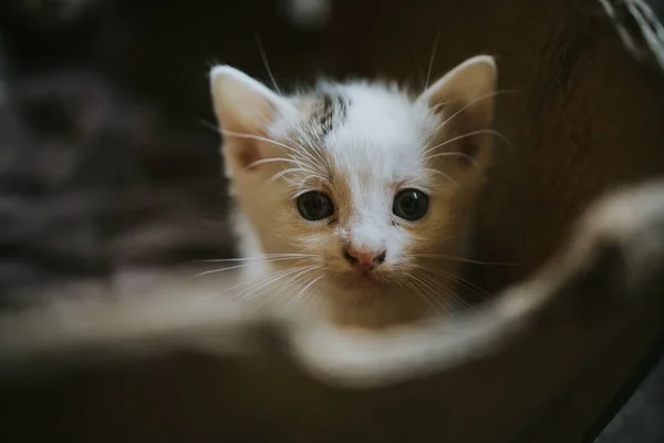 Een Schattige Witte Kitten Zittend Een Doos — Stockfoto