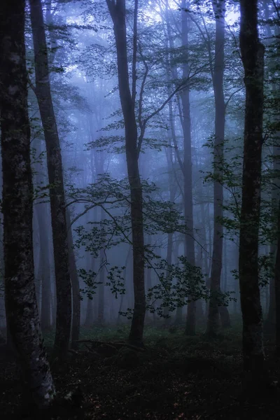 Tiro Hipnotizante Uma Floresta Sombria Escura Luz Azul Noite — Fotografia de Stock
