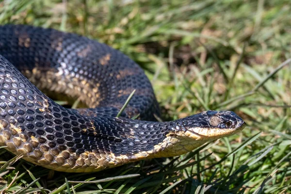 一只东方猪鼻子蛇在草地上的特写镜头 — 图库照片