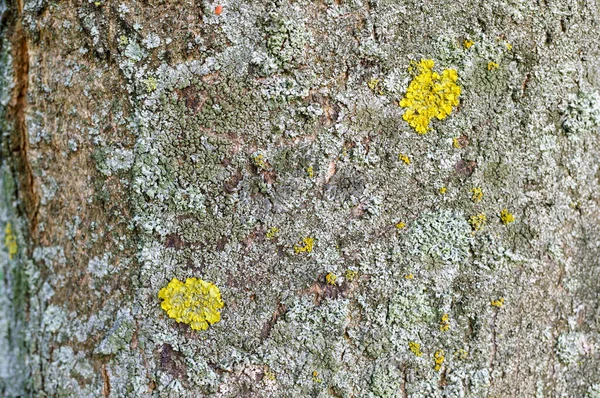 Close Shot Mossy Tree Trunk Background Jan Pawla Park Poznan — Stock Photo, Image