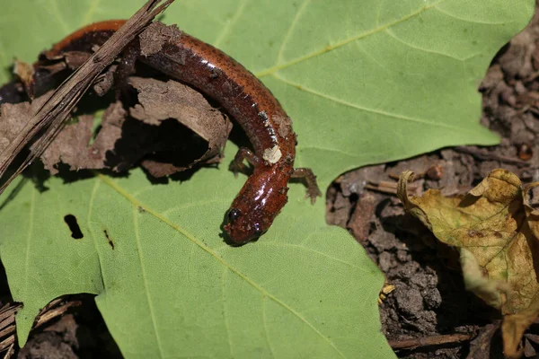 Tiro Close Uma Salamandra Apoio Vermelho Chão Floresta — Fotografia de Stock