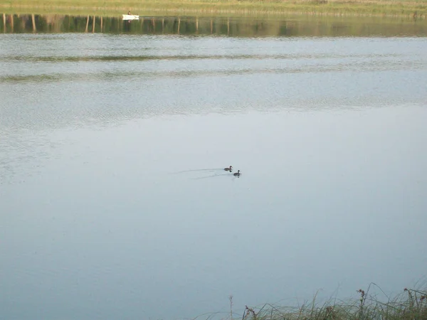 Una Vista Panorámica Dos Patos Salvajes Cruzando Lago Tranquilo —  Fotos de Stock