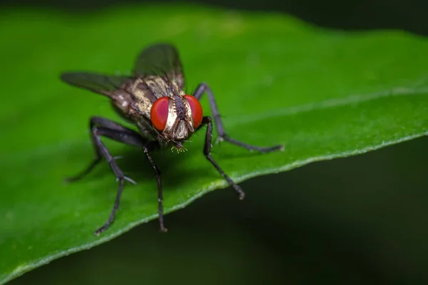 Mouche Aux Yeux Rouges Perchée Sur Feuille Verte Une Plante — Photo